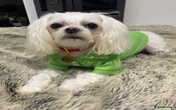 Maltese dogs for stud: 🌟Stunning KC Reg Korean Maltese boy for STUD in Waltham Cross - Image 2
