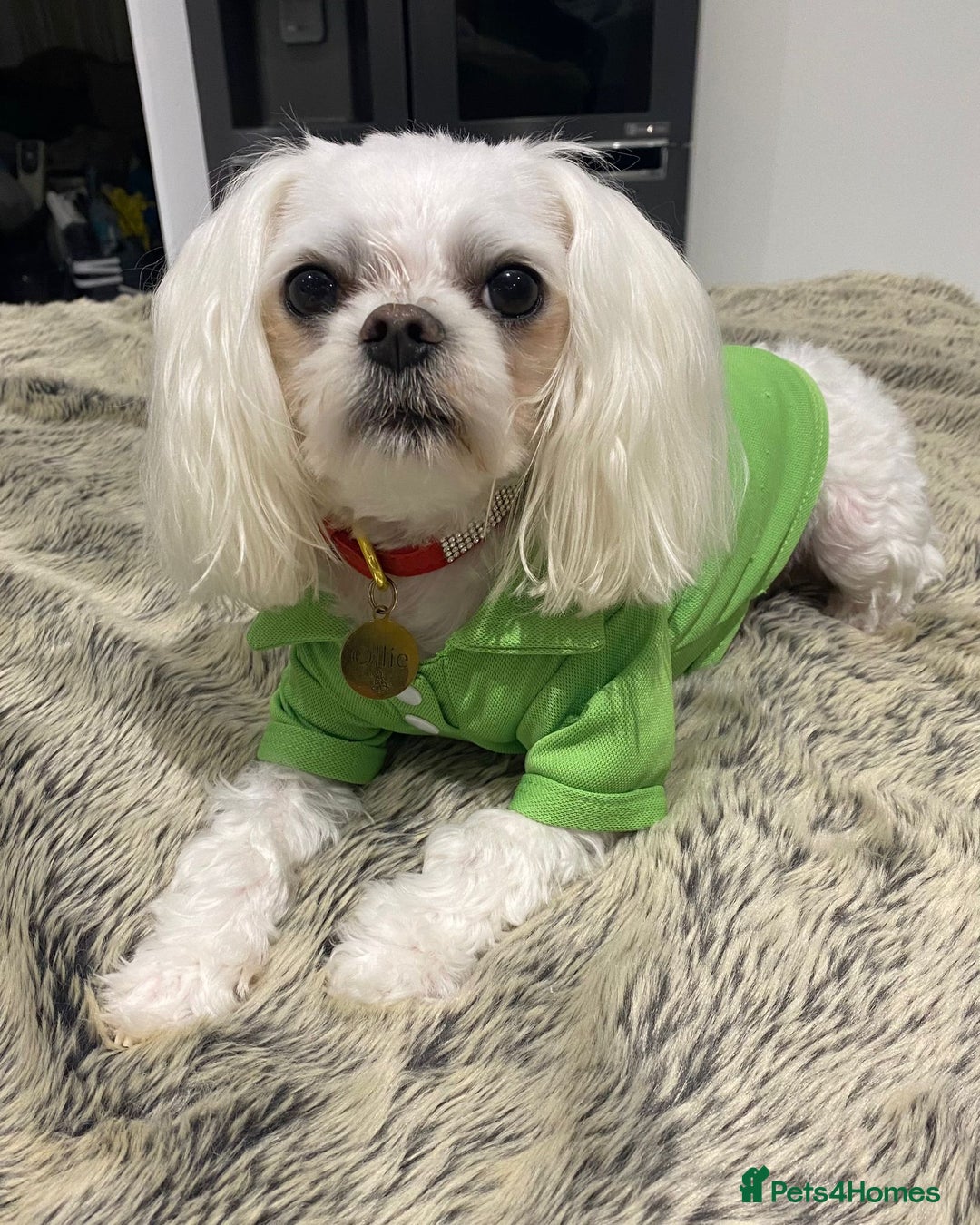 Maltese dogs for stud: 🌟Stunning KC Reg Korean Maltese boy for STUD in Waltham Cross - Image 2