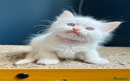 Ragdoll cats for sale: Stunning Rainbow of Ragdoll Kittens - Image 25