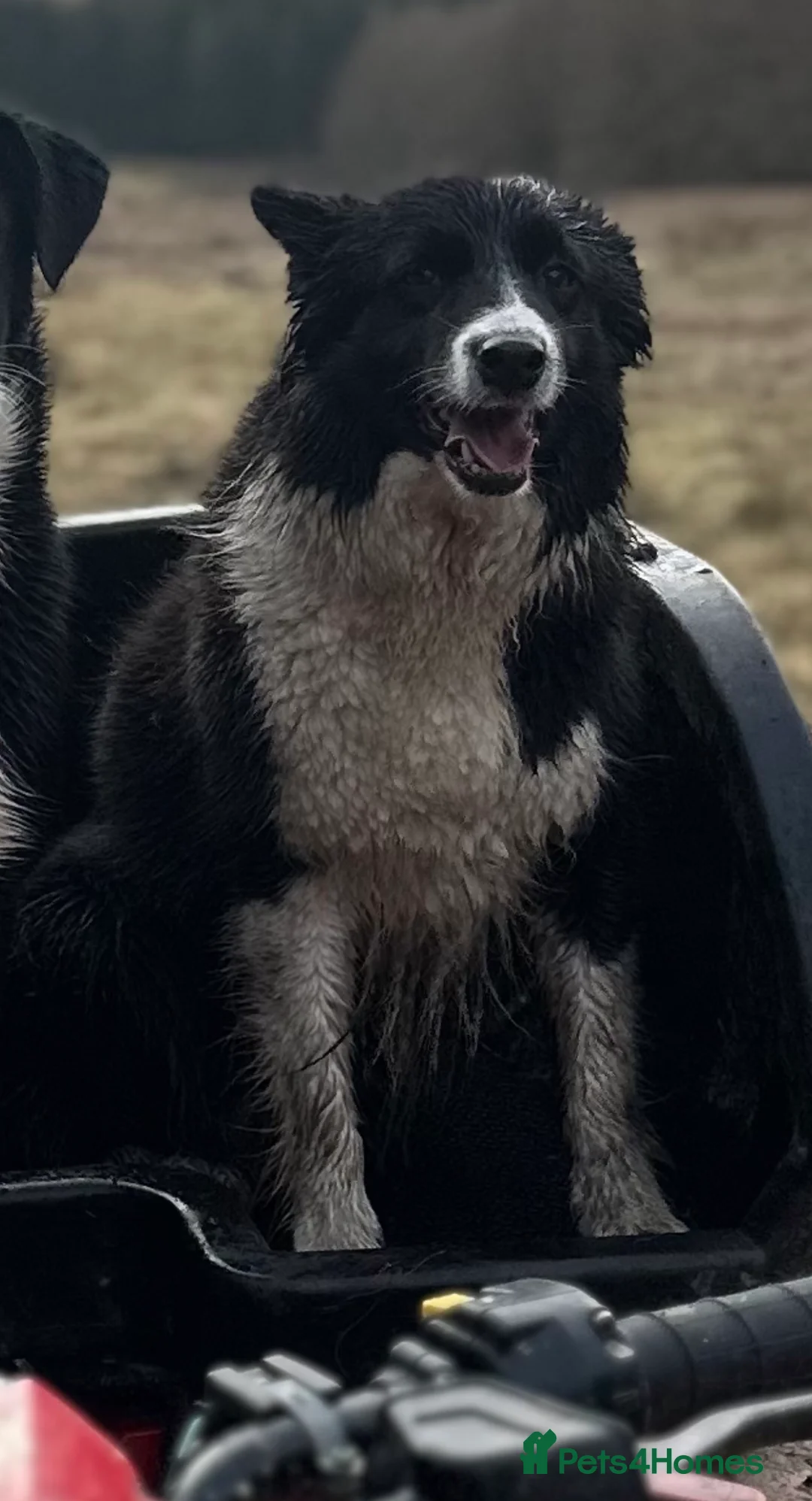 Border Collie dogs for sale: Neutered female collie looking for retirement home - Advert 3