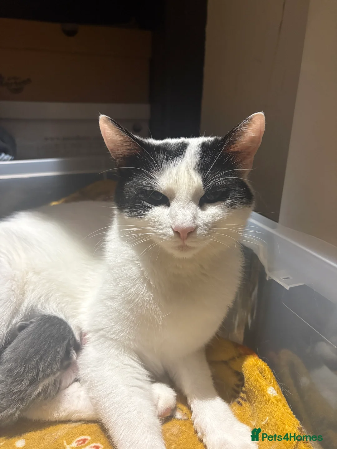 Mixed Breed cats for sale: Two kittens left  - Advert 11