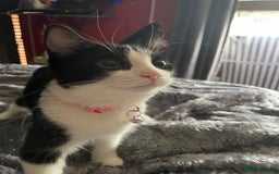 British Longhair cats for sale: Tuxedo Domestic Shorthair & Blue longhair - Image 3