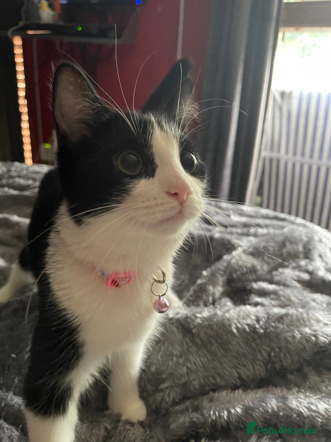 British Longhair cats for sale: Tuxedo Domestic Shorthair & Blue longhair - Image 3