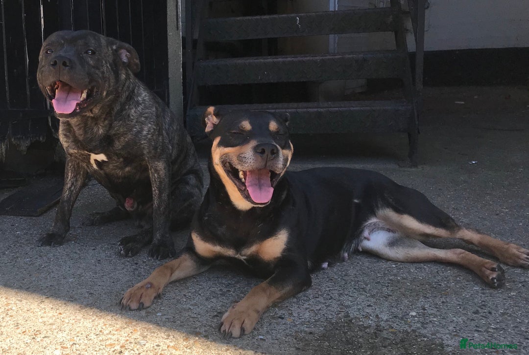 Staffordshire Bull Terrier dogs for sale: Staffy Brindle Black Boy London Staffordshire - Image 7