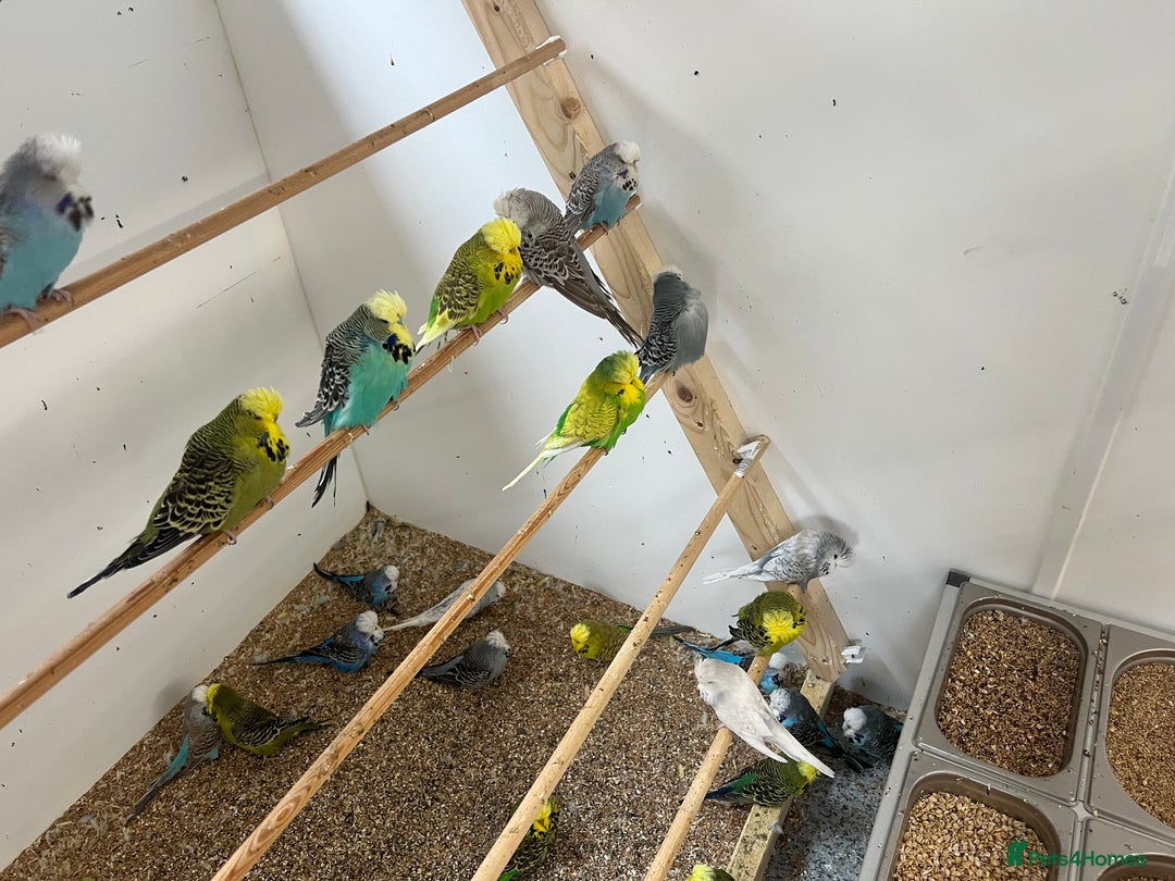Budgerigars birds for sale: Budgies for sale  - Image 4