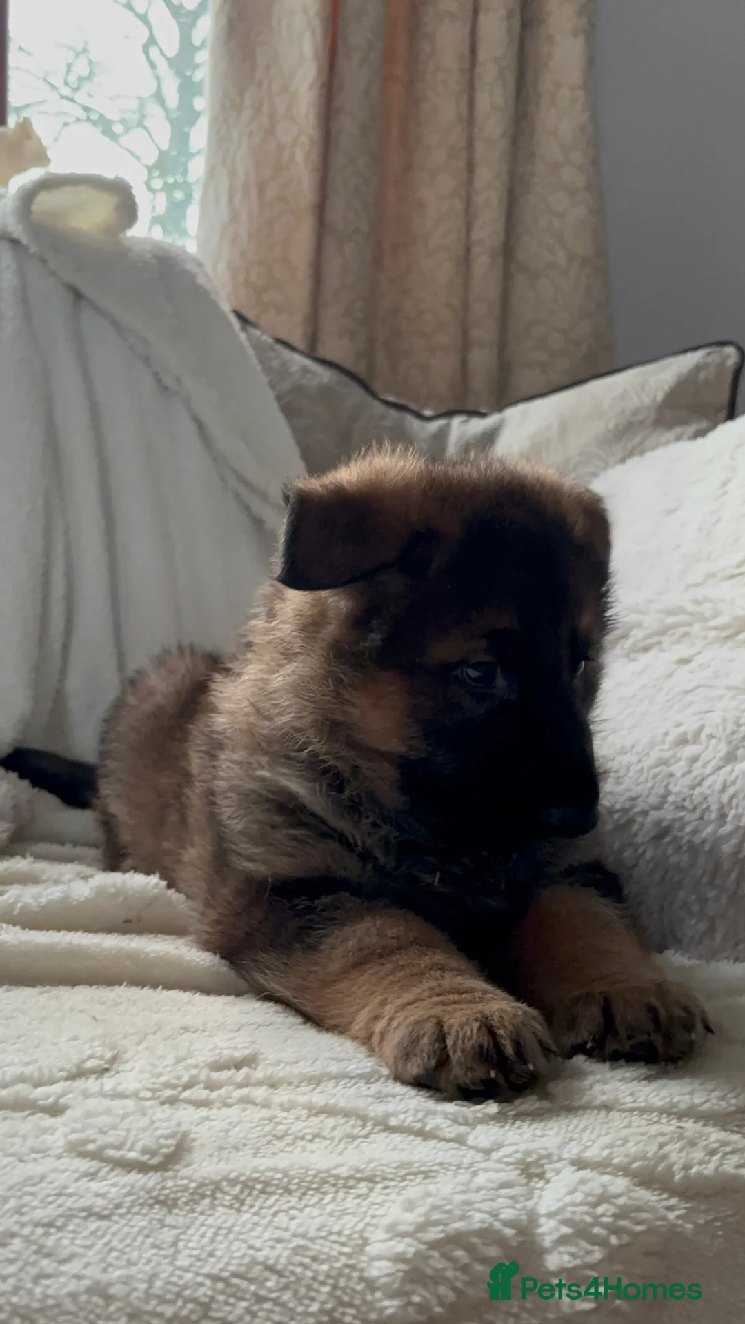 German Shepherd dogs for sale: Beautiful German Shepard Pups for sale. - Advert 5