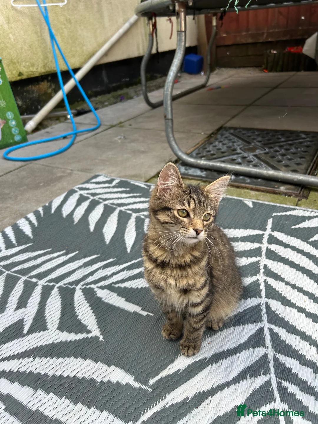 Mixed Breed cats for sale: European beautiful little girl - Advert 2
