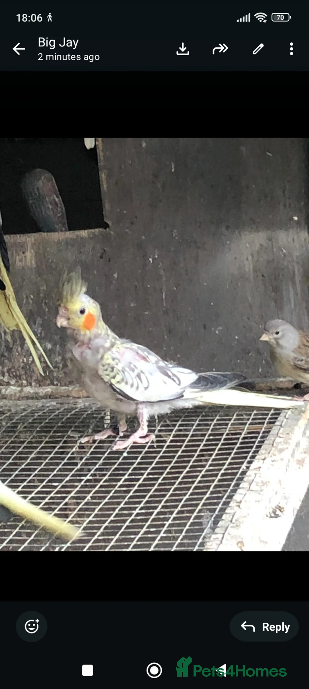 Cockatiels birds for sale: 10 week old cockatiels  in Manchester - Advert 3