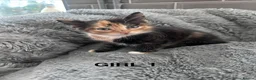 Mixed Breed cats for sale: Kittens 1/4 Maine coon.7 weeks and ready to leave. - Advert 9