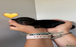 German Shepherd dogs for sale: Stunning German Shepherd/Utonagan Puppies  - Image 15