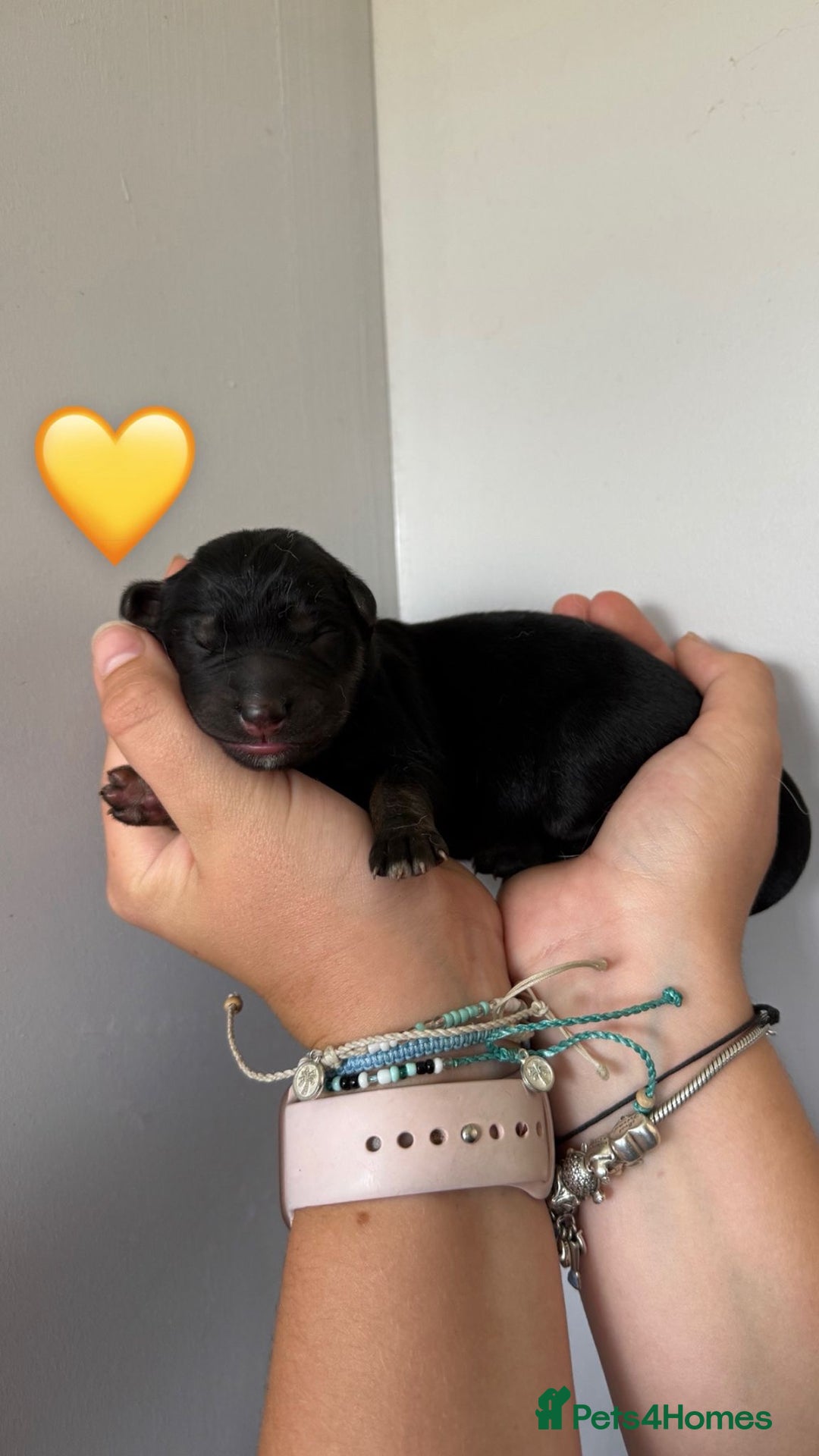 German Shepherd dogs for sale: Stunning German Shepherd/Utonagan Puppies  - Image 15