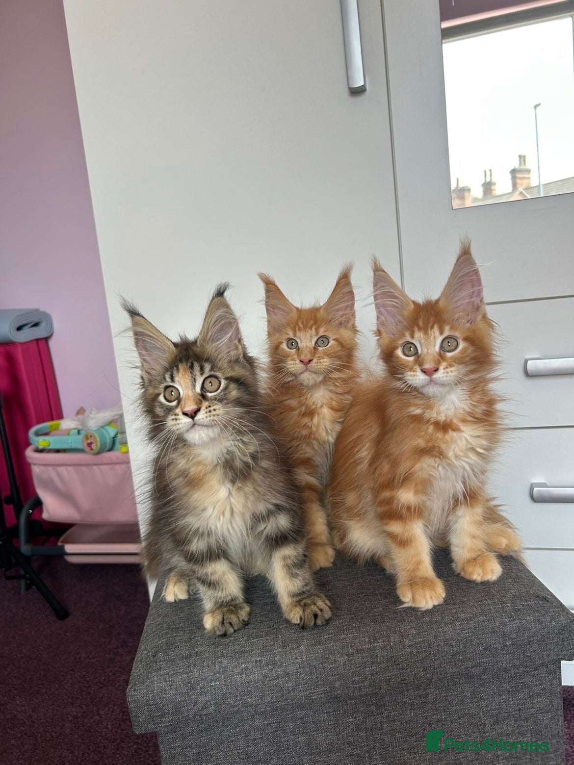 Maine Coon cats ✨5 Gorgeous GCCF Pure Bred MC kittens  - Advert 1