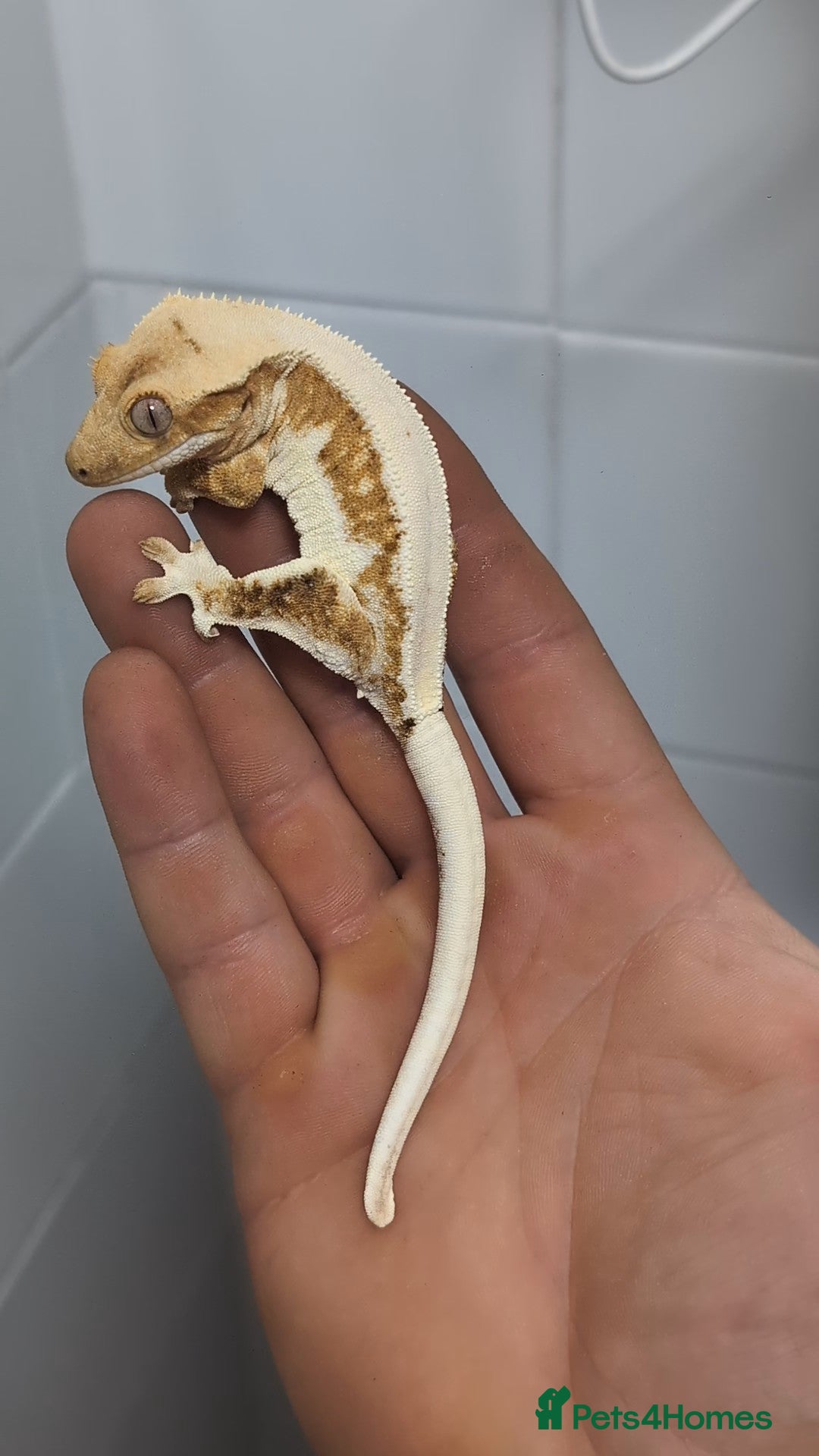 Gecko reptiles Available Lilly Whites - Advert 7