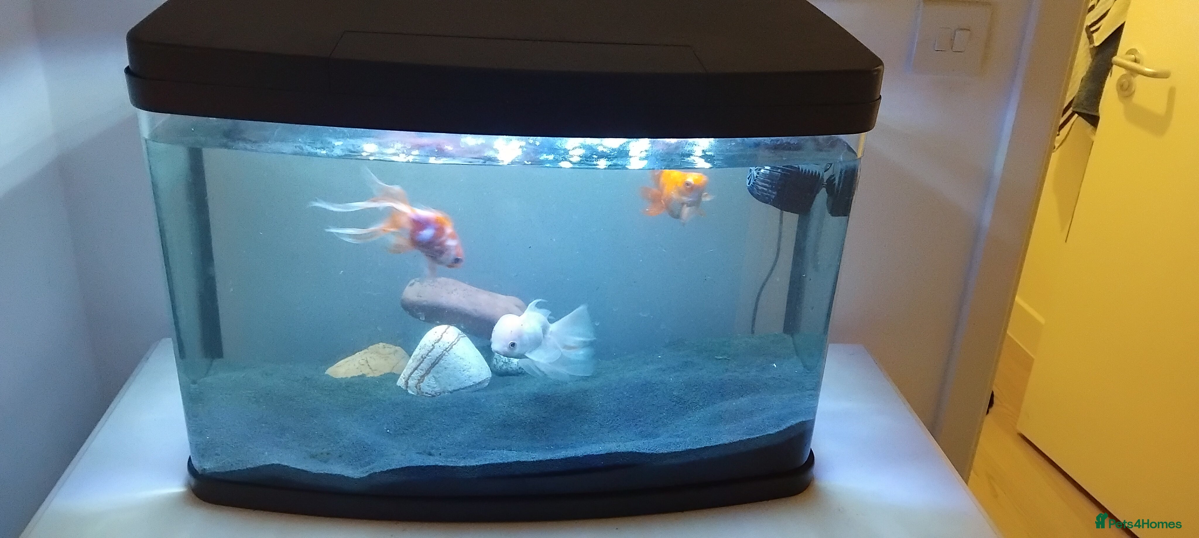 Fancy Goldfish fish Fancy goldfish between 2 and 5 years old - Advert 1