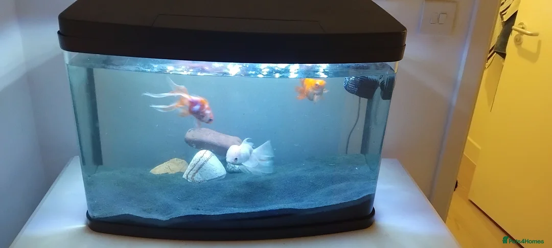Fancy Goldfish fish for sale: Fancy goldfish between 2 and 5 years old - Advert 1