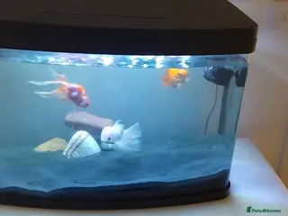 Fancy Goldfish fish Fancy goldfish between 2 and 5 years old - Advert 4