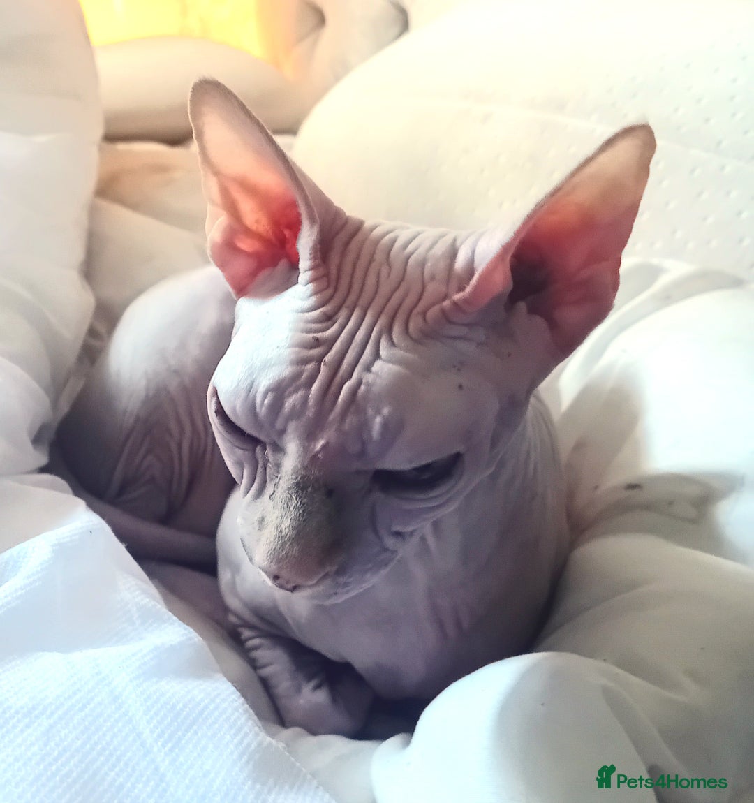 Sphynx cats for sale: Female rehoming  - Image 3