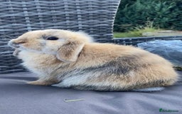 Mini Lop rabbits for sale: Mini Lop Rabbits - Image 8