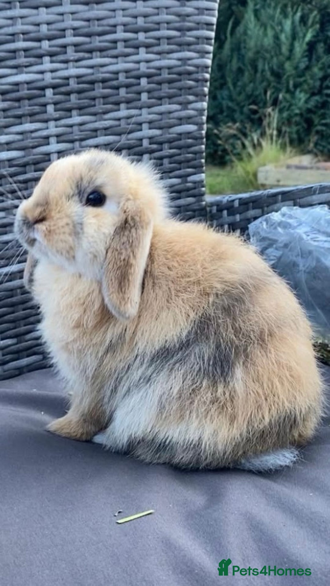 Mini Lop rabbits for sale: Mini Lop Rabbits - Image 8