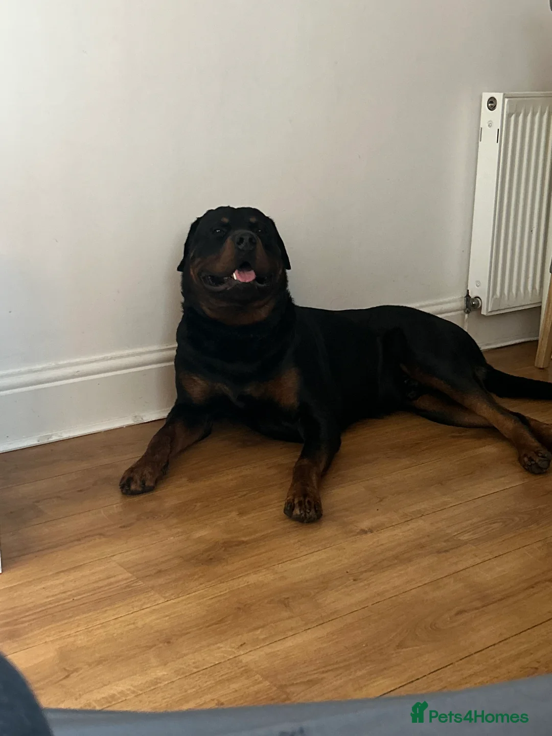 Rottweiler dogs for sale: 2 year old male full German  - Advert 5