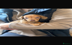 Miniature Dachshund dogs for sale: Miniature dachshund  - Image 3