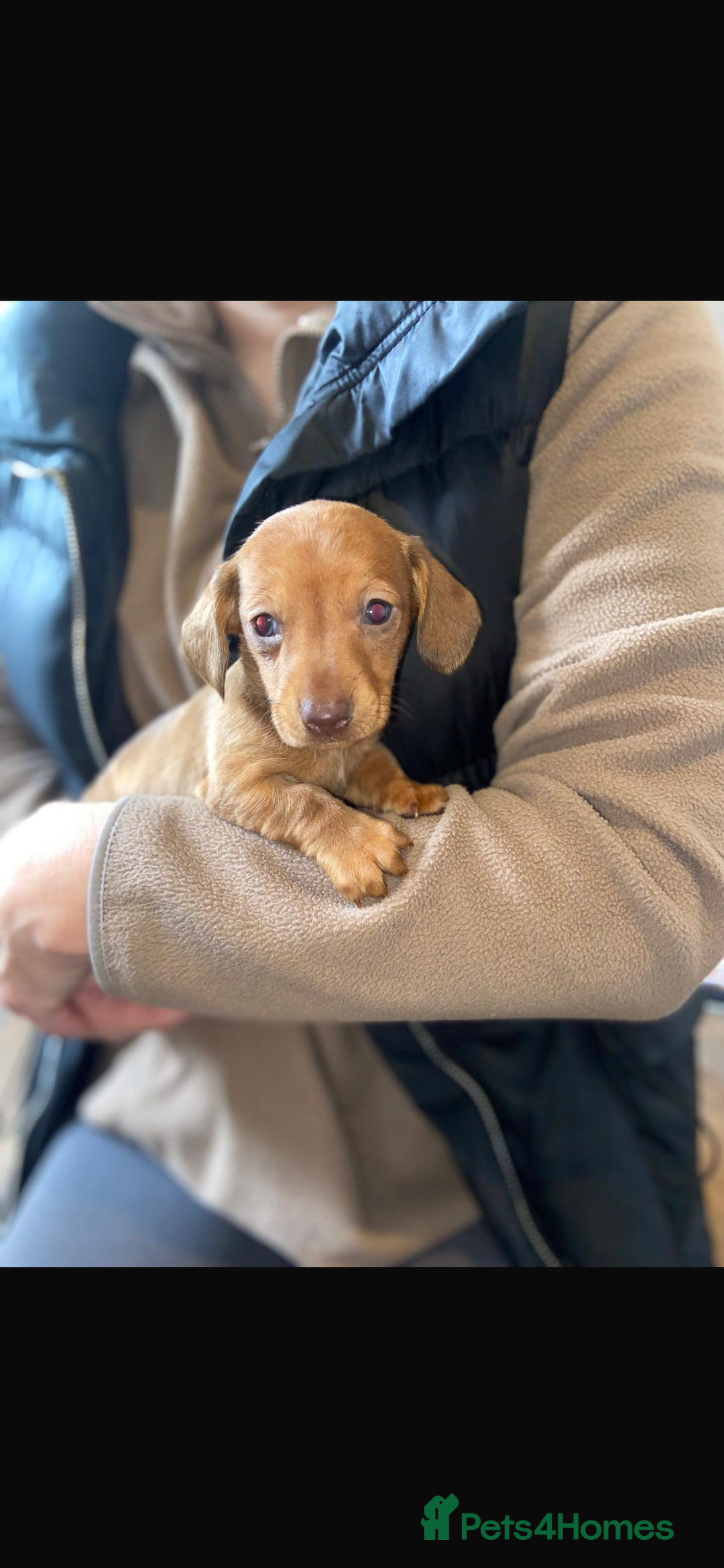 Miniature Dachshund dogs for sale: Miniature dachshund  - Image 3