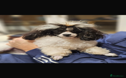 Maltipoo dogs for sale: Very small Maltipoo  - Image 20