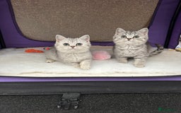 British Shorthair cats for sale: Silver Spotted Full Pedigree Registered BSH - Image 32