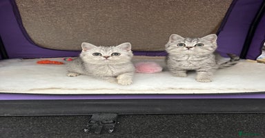 British Shorthair cats - Advert 15