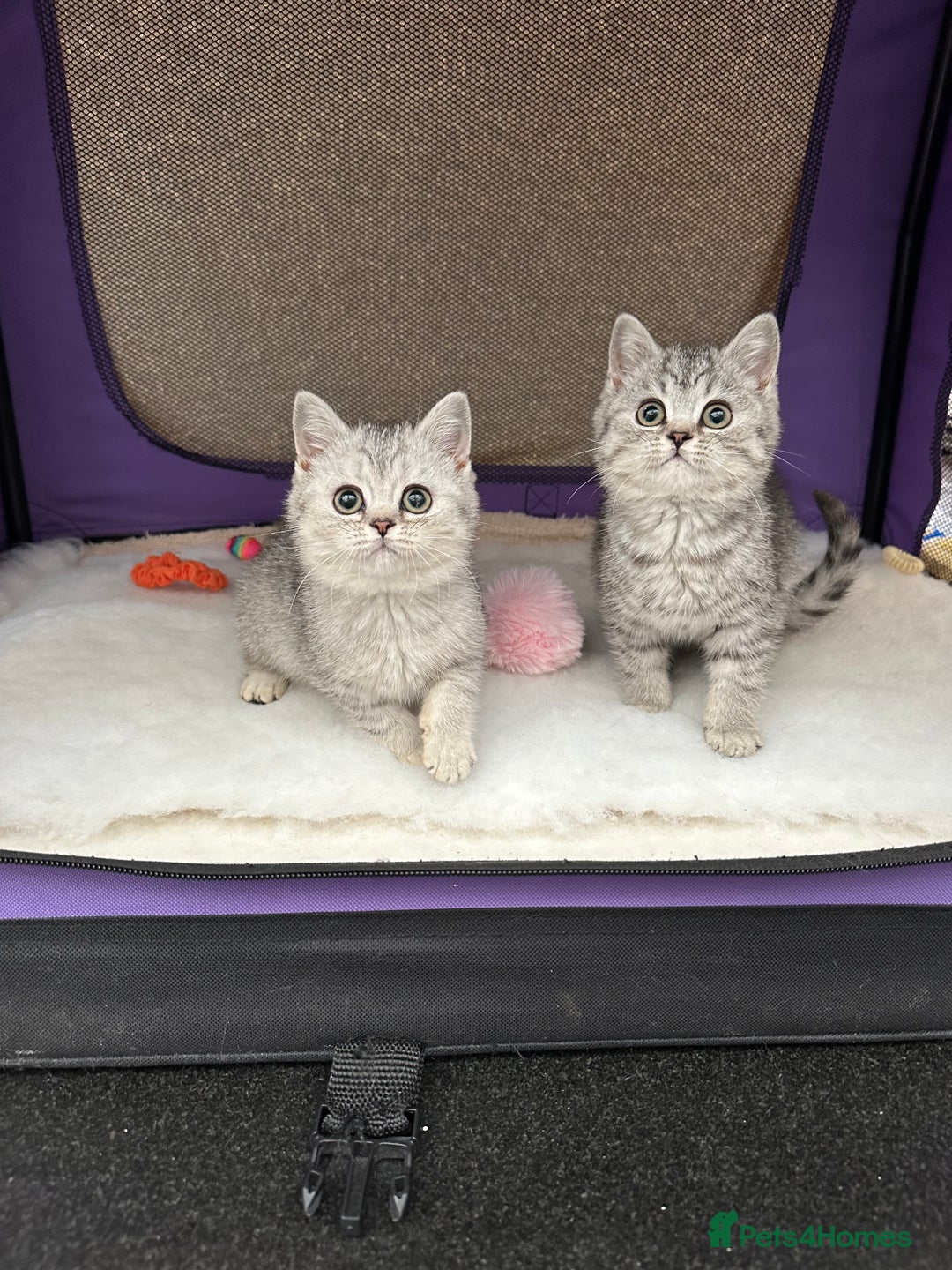 British Shorthair cats for sale: Silver Spotted Full Pedigree Registered BSH - Image 32