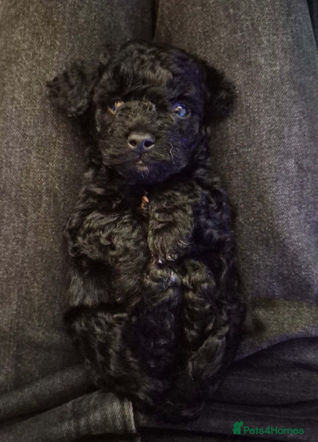 Maltipoo dogs for sale: ✨ Adorable Tiny Maltipoo Puppies For Sale! ✨  - Image 7