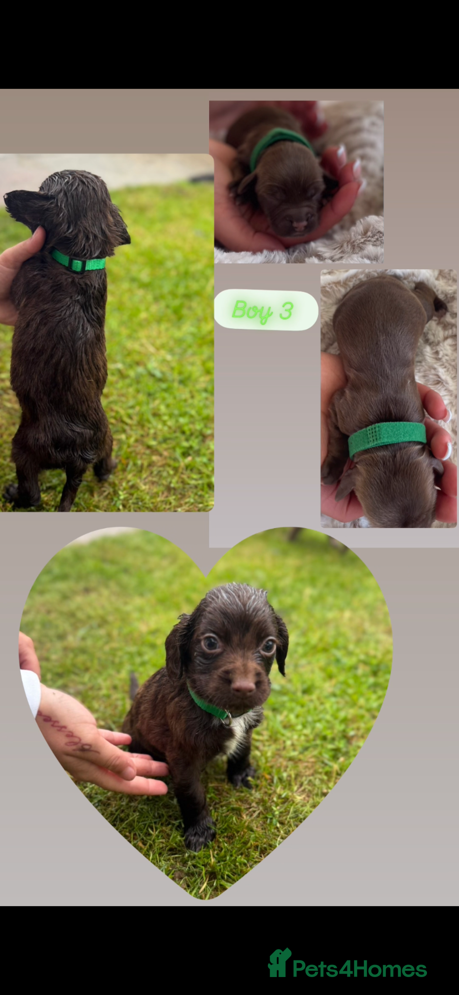 Sprocker dogs Ready now 2 boys left F1 Sprocker spaniels  - Advert 7