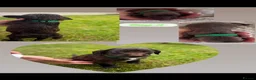 Sprocker dogs for sale: 8 F1 Sprocker spaniels  - Advert 8