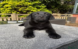 Labrador Retriever dogs for sale: Stunning Show Chunky Girl Available  - Image 5