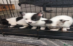 Mixed Breed dogs for sale: Pomeranian cross puppies ready now - Image 5