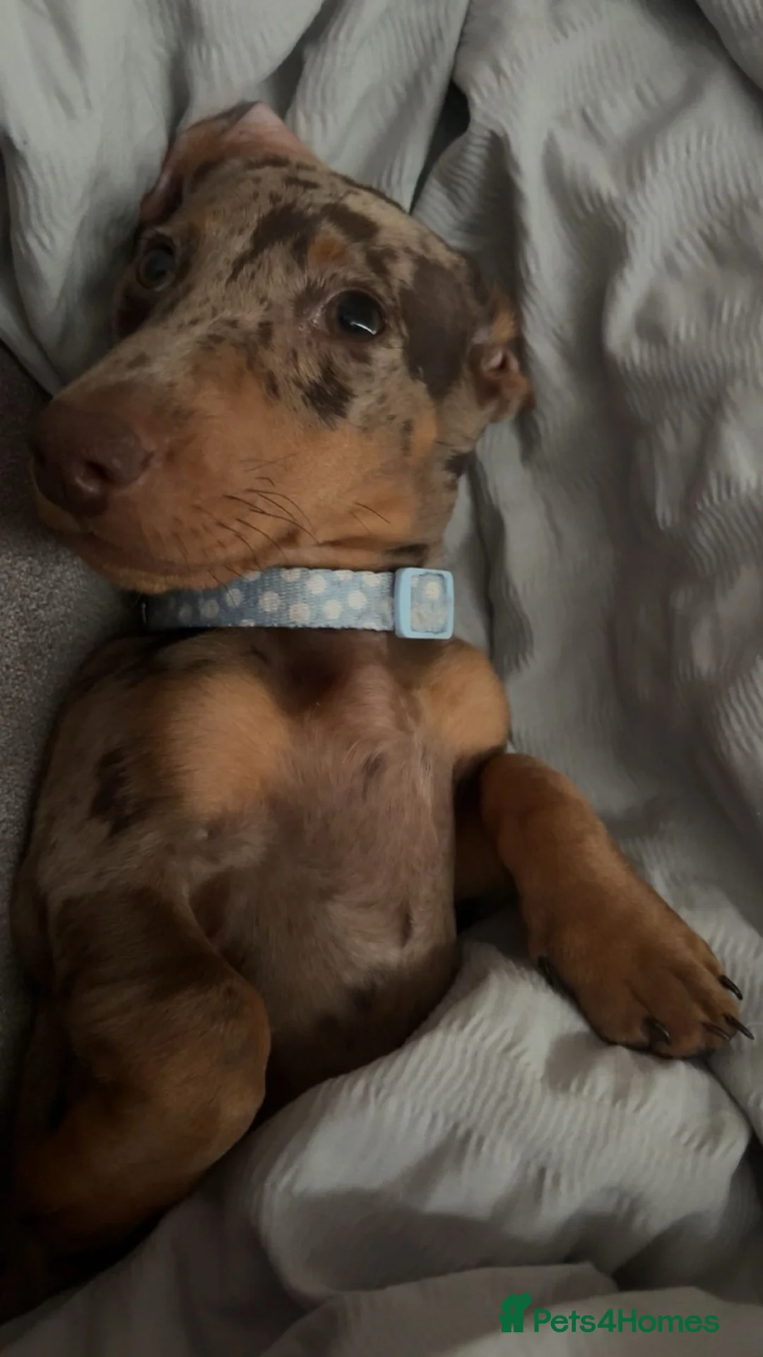 Miniature Dachshund dogs for sale: Dapple miniature dachshund Rolo in Tipton - Advert 5