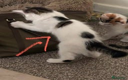 Mixed Breed cats for adoption: 4x 10 week rescue kittens waiting for homes - Image 8
