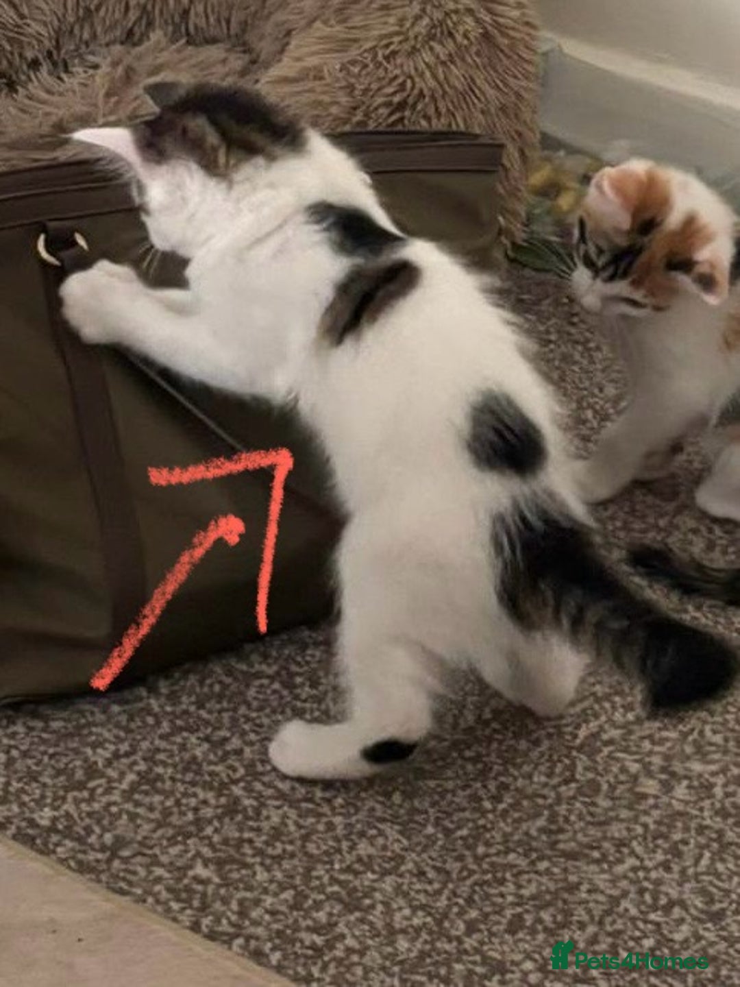Mixed Breed cats for adoption: 4x 10 week rescue kittens waiting for homes - Image 8