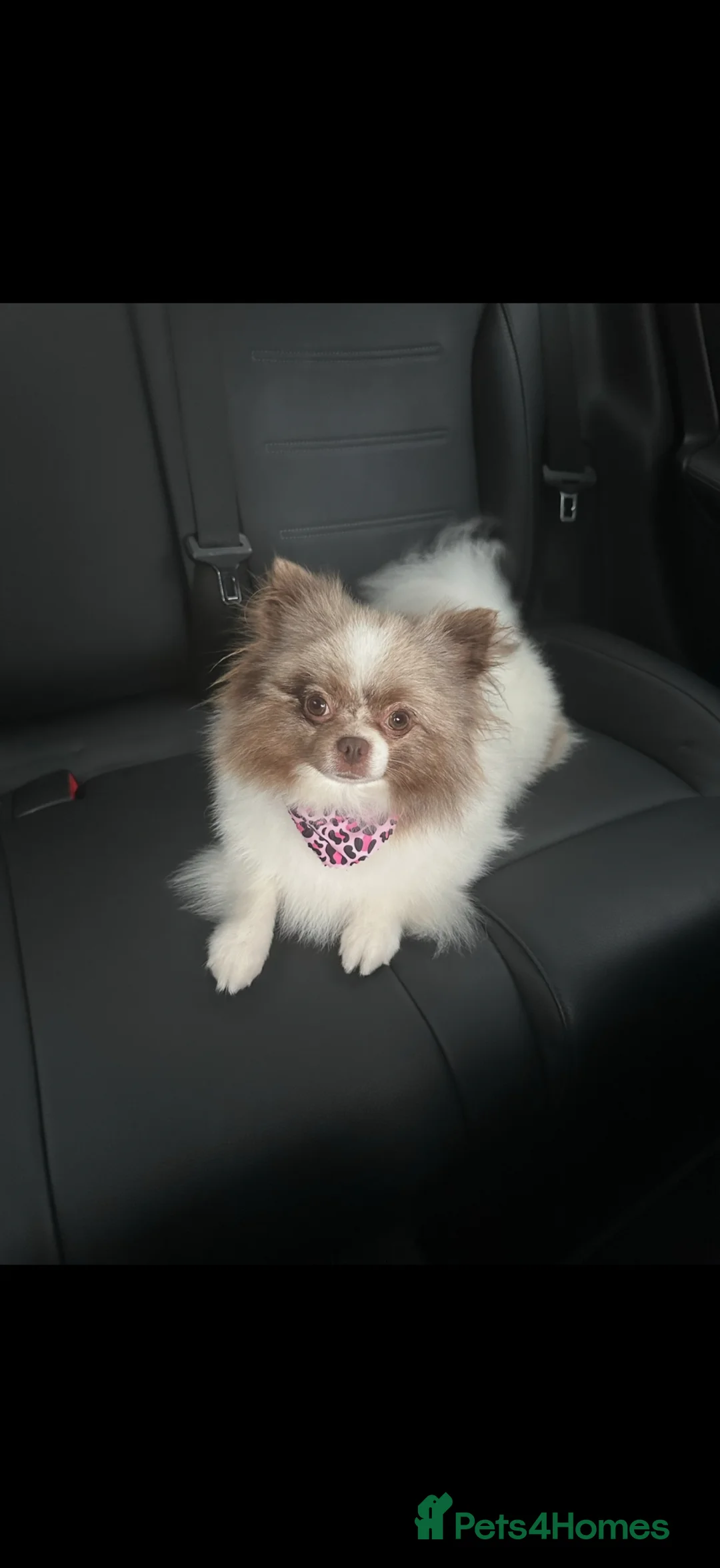 Pomeranian dogs for sale: Stunning rare lilac white parti with hazel eyes  - Advert 2