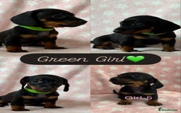 Dachshund dogs for sale: Miniature Daschund puppies - Image 9