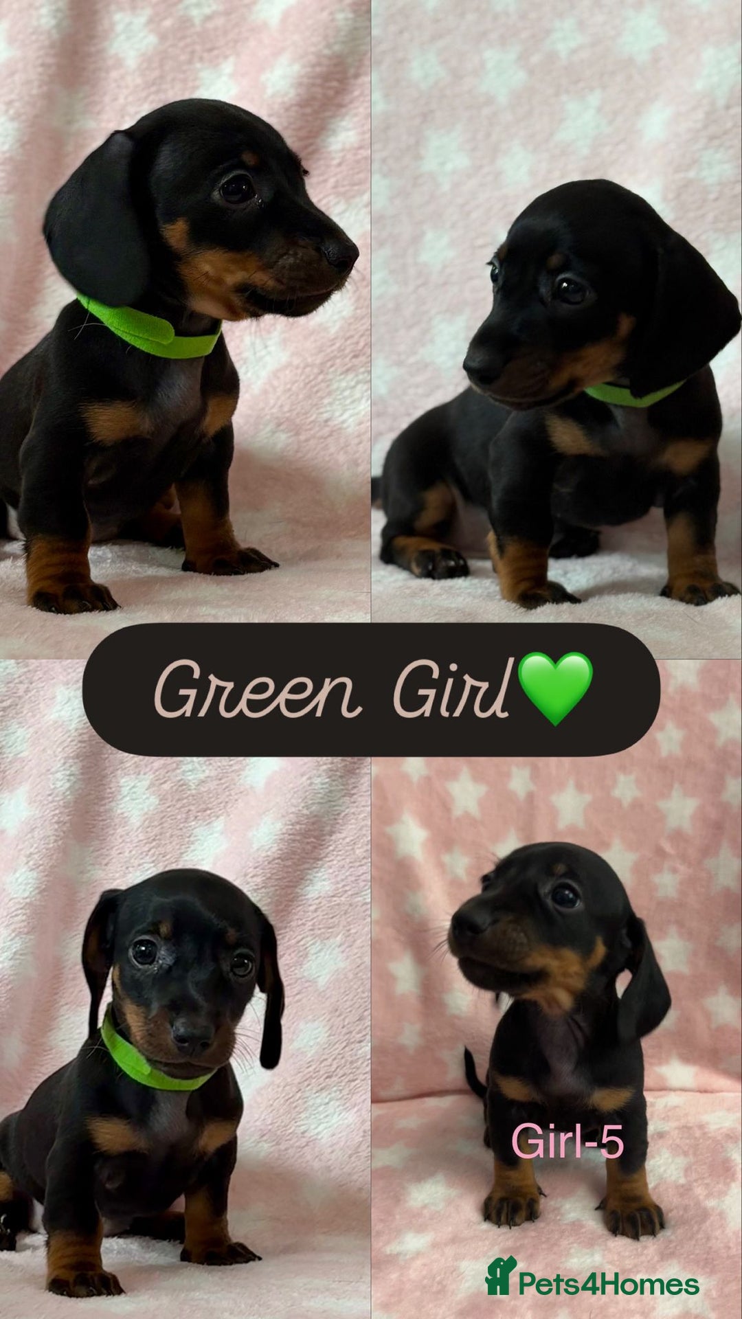 Dachshund dogs for sale: Miniature Daschund puppies - Image 9