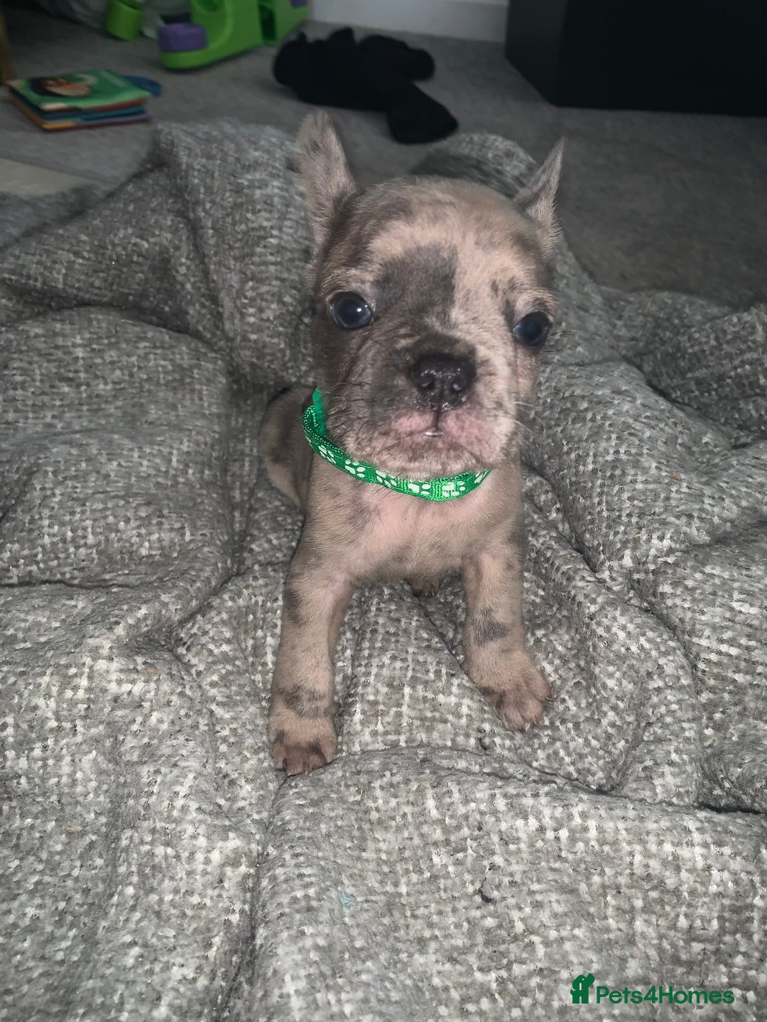 French Bulldog dogs for sale: REDUCED!!🥰Ready SOON 🐾 French bulldog puppies - Image 4
