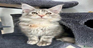 Maine Coon cats - Advert 4