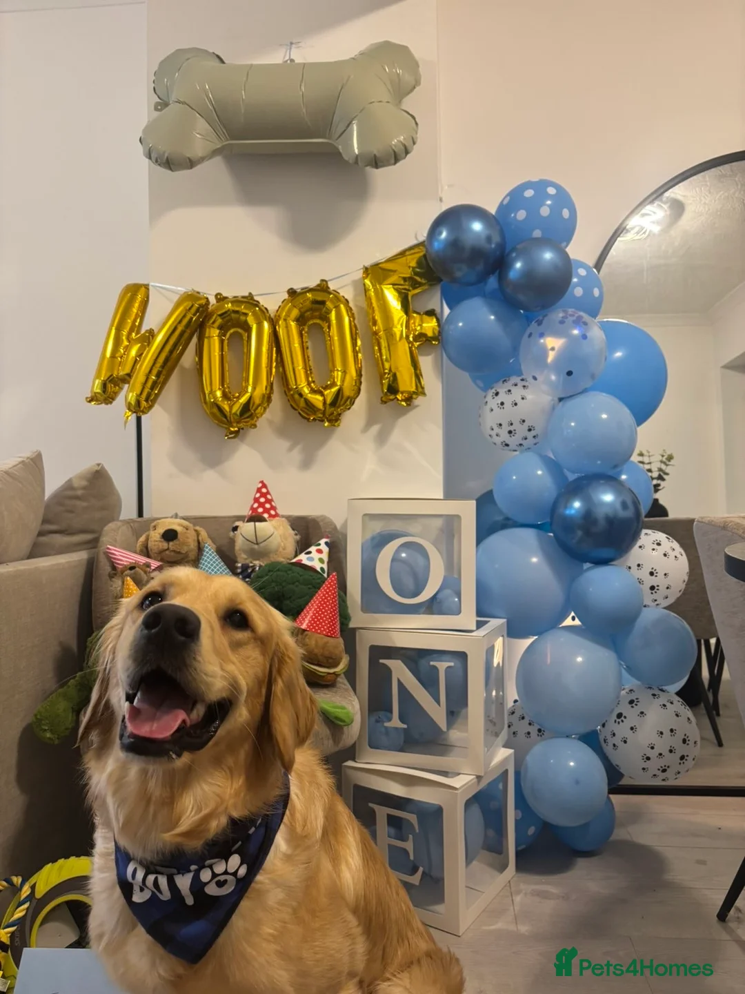 Golden Retriever dogs for sale: Beautiful KC REGISTERED GOLDEN RETERIVER MALE  - Advert 1