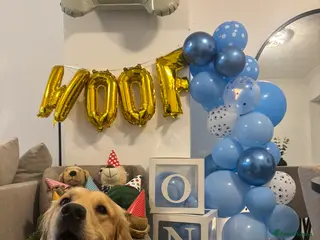 Golden Retriever dogs Beautiful KC REGISTERED GOLDEN RETERIVER MALE - Advert 7