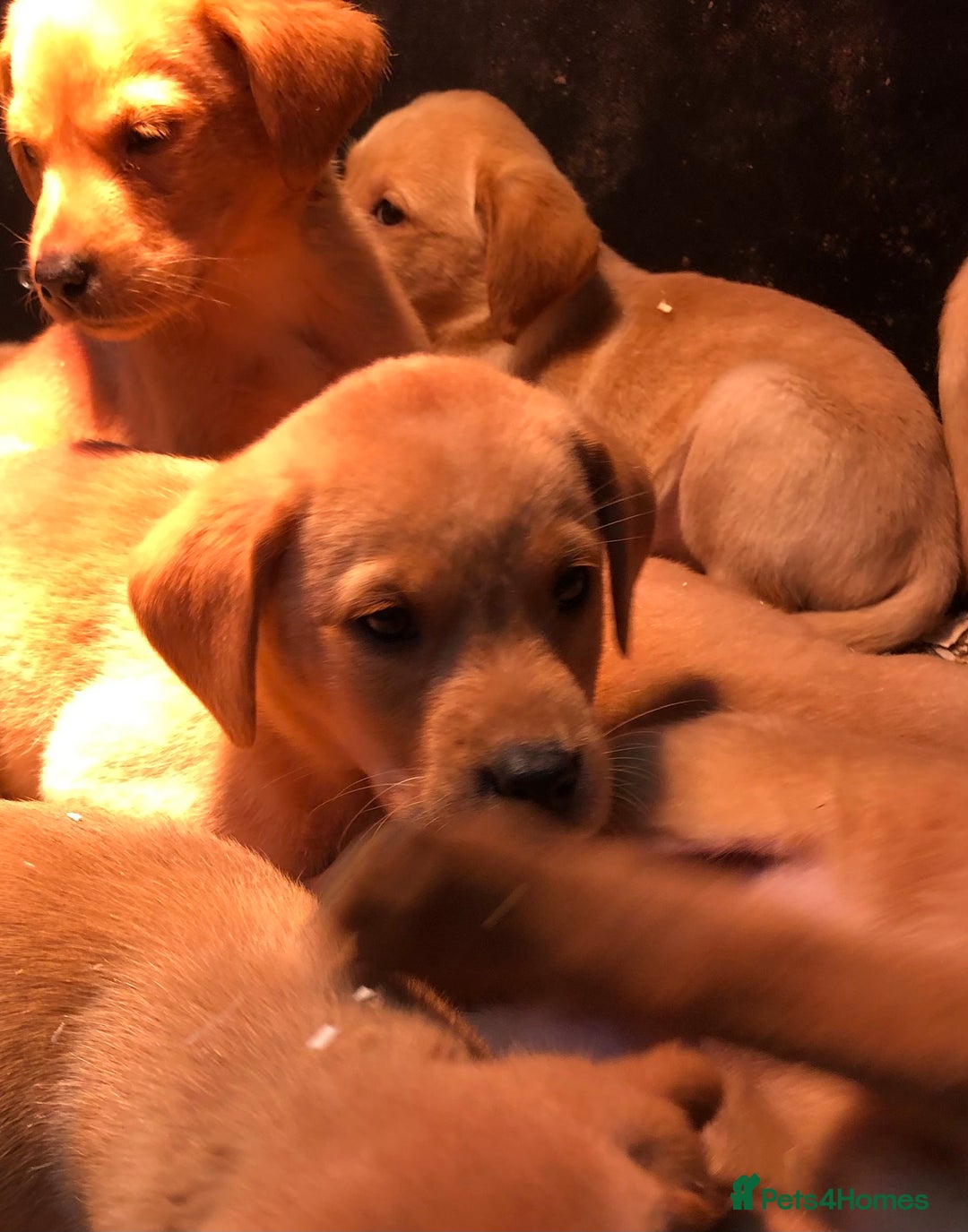 Labrador Retriever dogs for sale: chunky kc registered labrador pups - Image 8