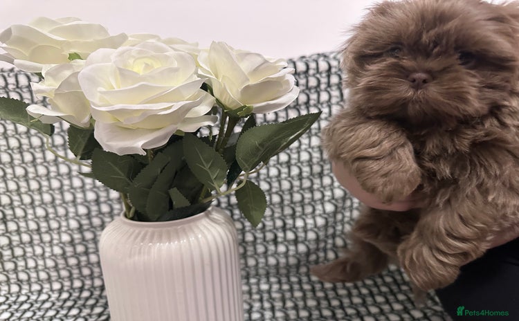 Shih Tzu dogs - Advert 4