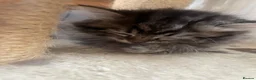 Persian cats for sale: Beautiful Persian X kittens for sale  - Advert 4