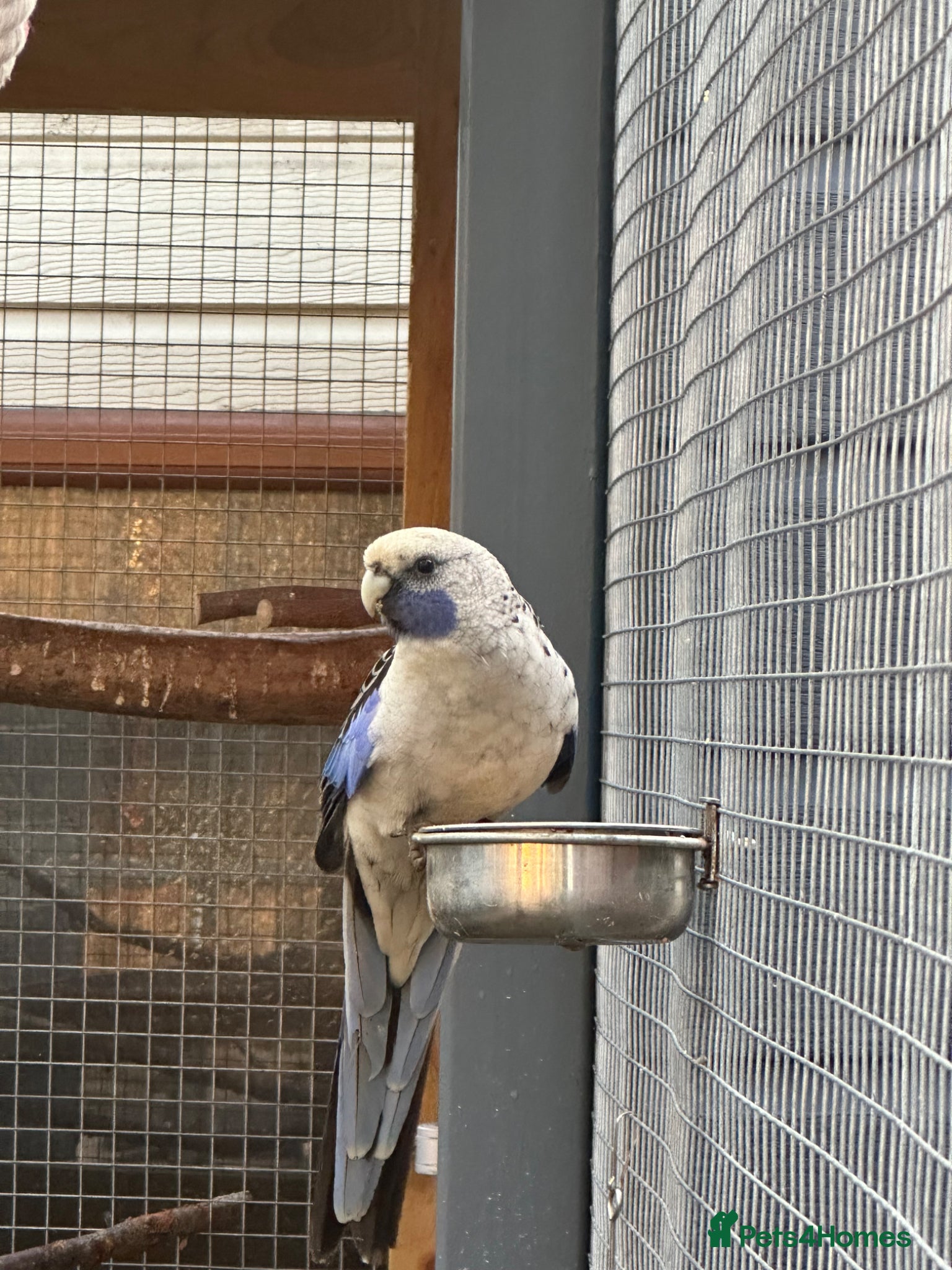 Parakeets birds for sale: 2 rosella parakeets in Hyde - Advert 2