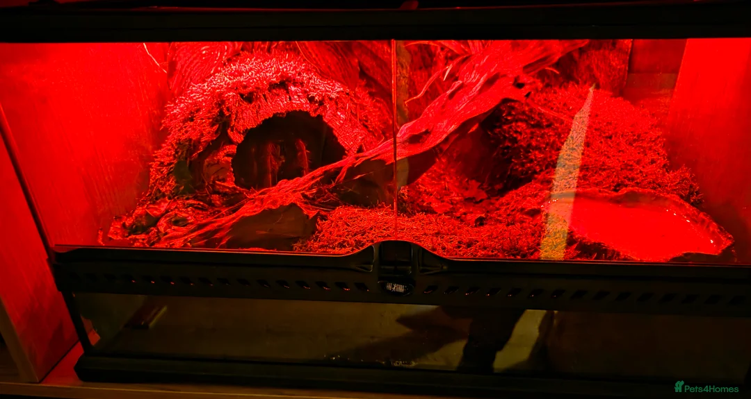 Tarantulas invertebrates for sale: Theraphosa Apophysis Pink Foot Goliath - AF CB19 - Advert 6